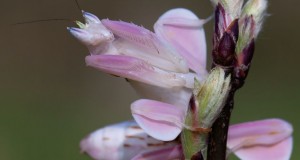 Orchid Mantis