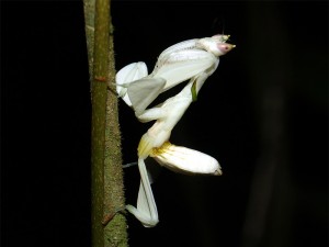 White Mantis