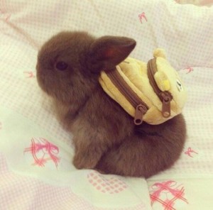 A young Easter Bunny