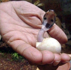 Baby Cobra