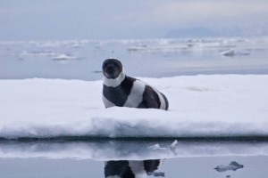ribbon_seal