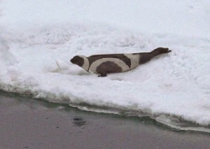 ribbon_seal_2