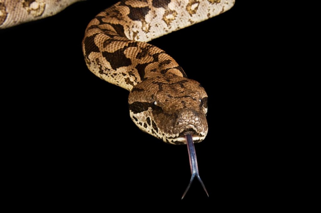 A Dumeril's boa (Acrantophis dumerili) at the Great Plains Zoo in South Dakota. Constrictors quickly kill their prey by cutting off their blood supply, a new study says.