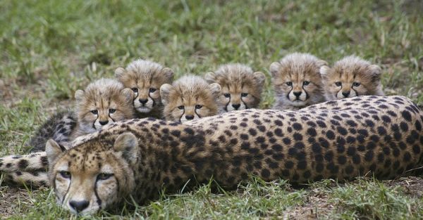 6_cheetah_cubs