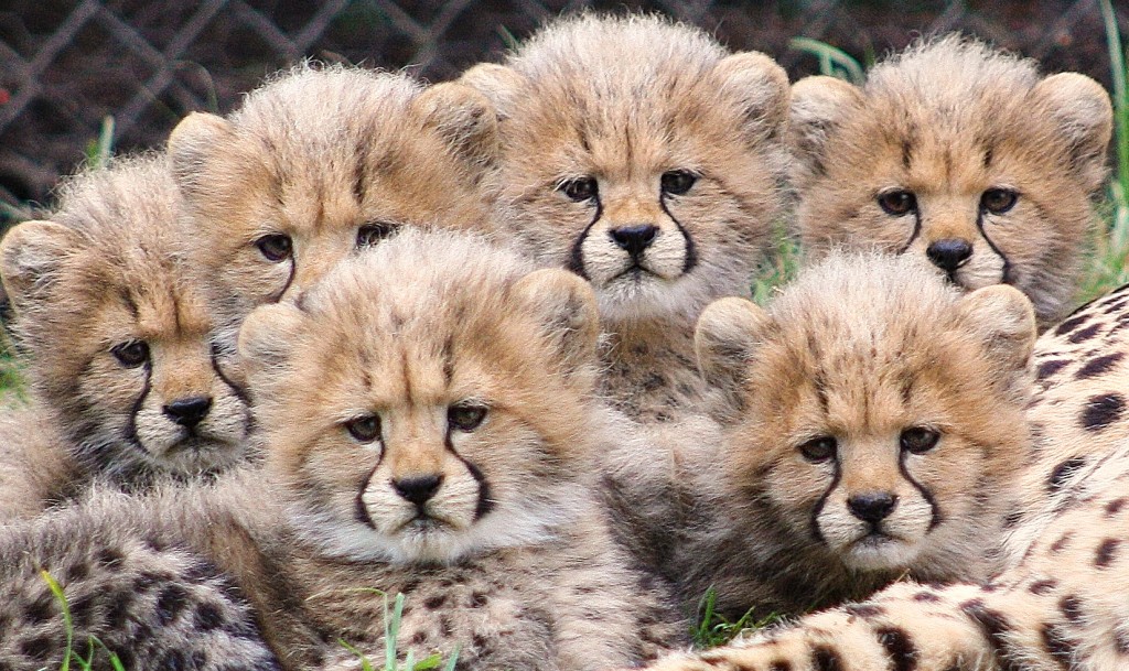 6_cheetah_cubs2