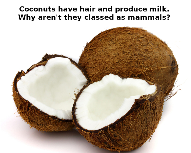 coconuts