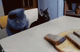 kitty_bread