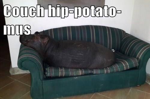 couch_hip-potato-mus