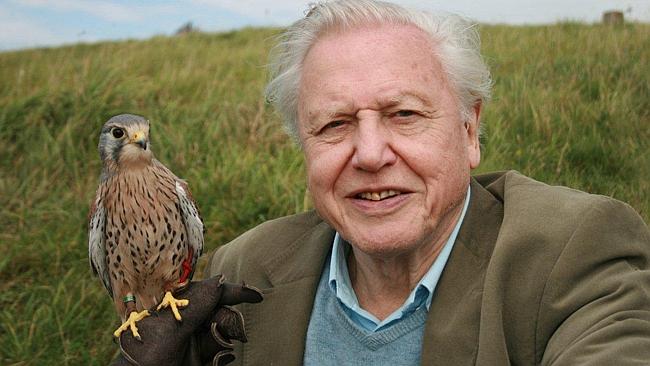 Sir David Attenborough (May 8th 1926 - )