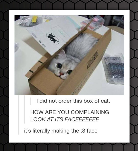 box_of_cat