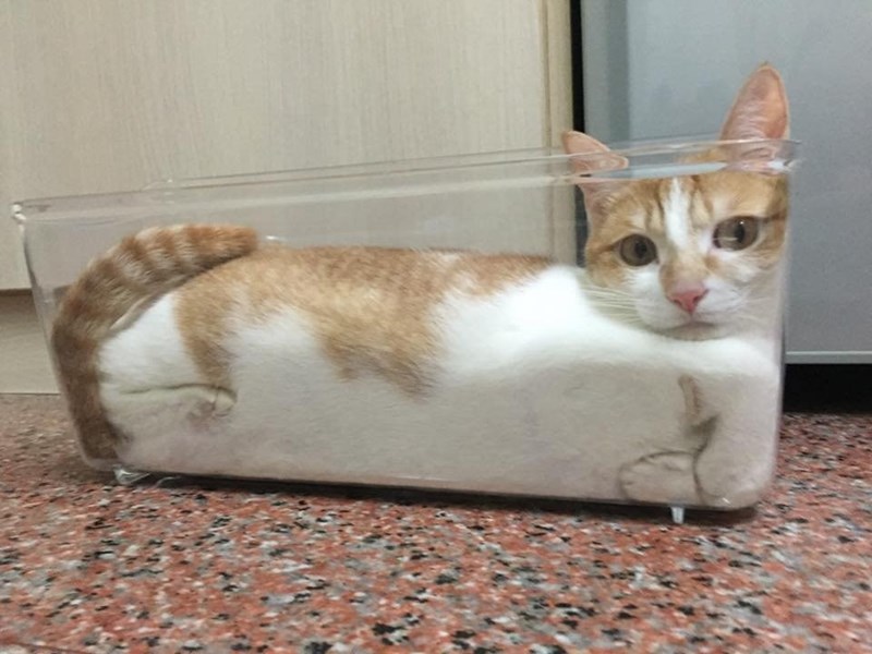 loaf_of_kitty