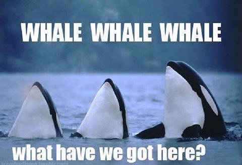whalewhalewhale